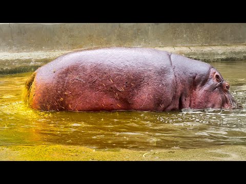 Mom: The hippo’s pooping reminds me of you... poor me! 😂