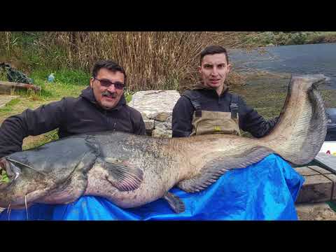 Monster Wels Catfish Siluro spinning attack EBRO