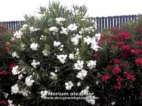 Nerium oleander - YouTube