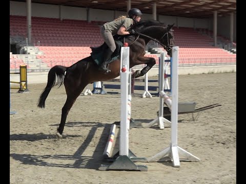 Casino Grande- Stakkato, OS, Wallach, * 2017