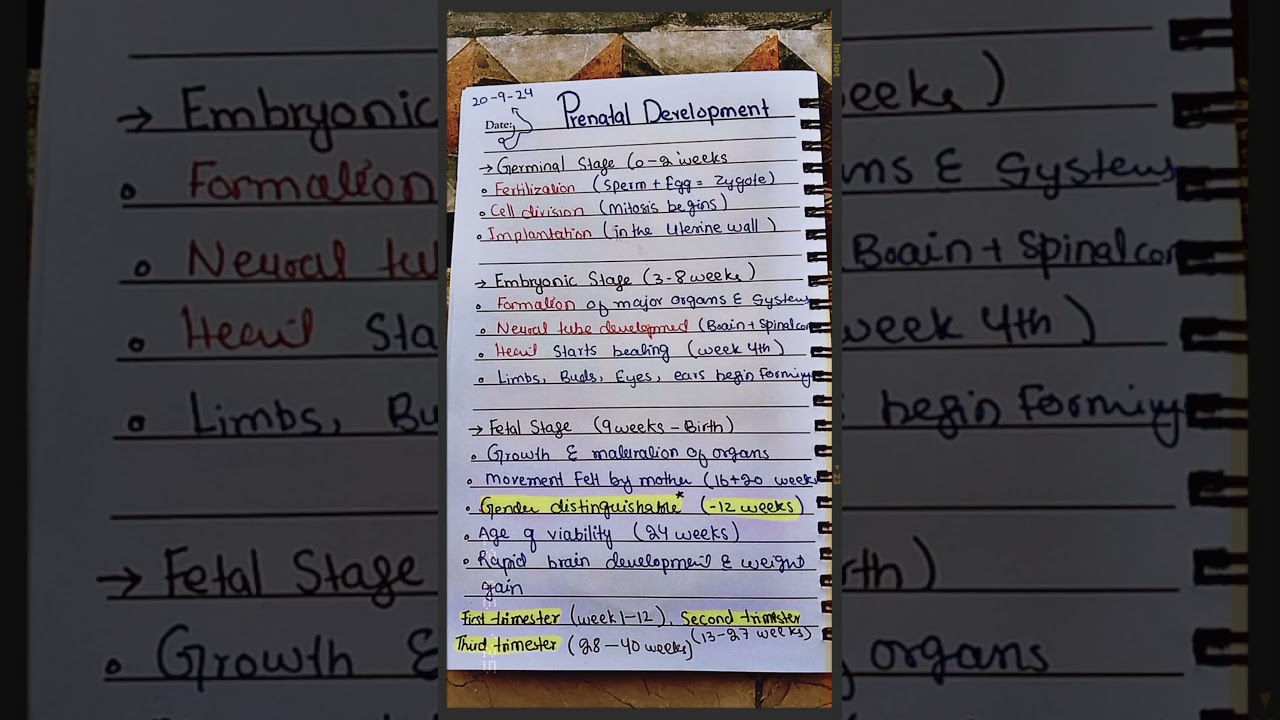 Prenatal Developmental | Developmental Psychology | stages and trimesters