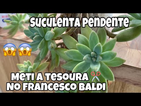 Suculenta de Sol - Graptosedum Francesco Baldi - Poda Radical