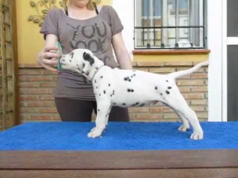 Camada B Dálmatas JUMALPA - Jumalpa Dal Basim