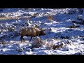Rocky Mountain Elk Rut Bugling In The Snow 4k 30p
