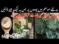 Easy Way To Make Your Money Plant Grow In Winter Gardening Tips Tips To Grow Money Plant