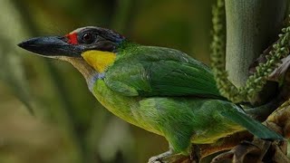 Download lagu Suara burung takur Gacor mp3