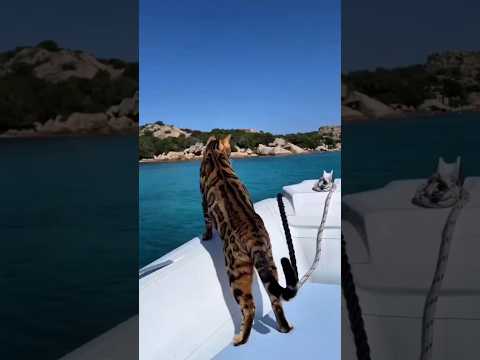 Top 3 Most Expensive Cat Breeds in the World! #cat #animals #shorts