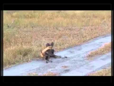 Rare African Wild Dog