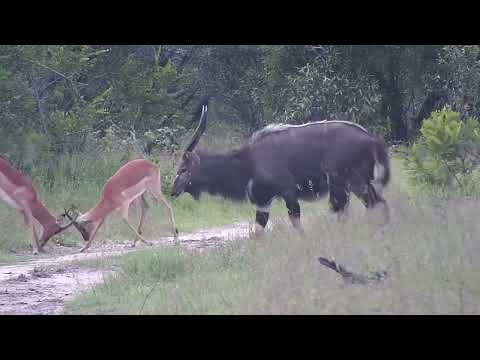 Djuma: Impalas with young ones and also young males sparring and Nyala - 08:53 - 11/15/2023