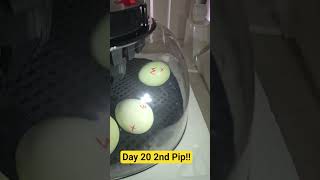 Incubator Day 20! 2nd Baby Chick Pips! #chicken #life #baby #animals #fun