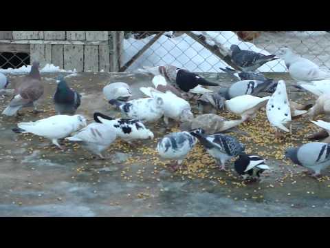 porumbei voiajori Stefan  Bacau 2