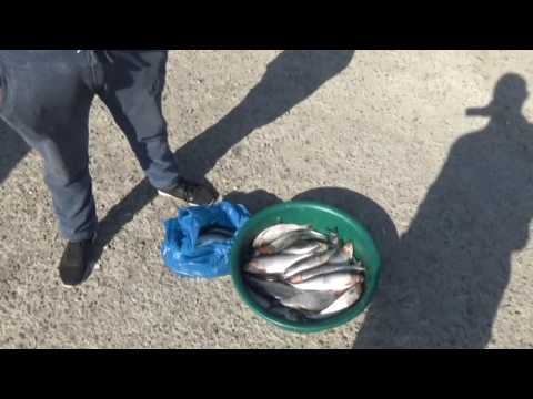 Știre Etv/07.04.2017 – COMERȚ ILICIT CU PEȘTE ȘI ICRE