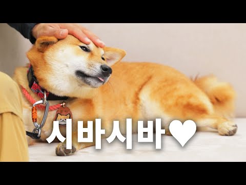 귀여운 건 알아가지고^^ | 견종백과 시바이누편(EN)