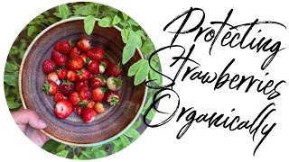 Organic Pest Control for Strawberries