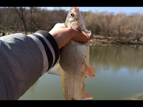 Pecanje skobalja, Juzna Morava. Pecanje na hleb.