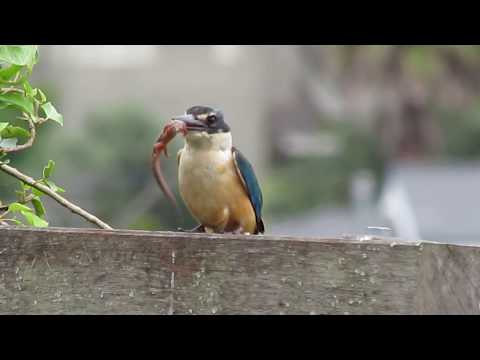 New Zealand sacred kingfisher bashes an ornate skink to death before feeding it to his chicks