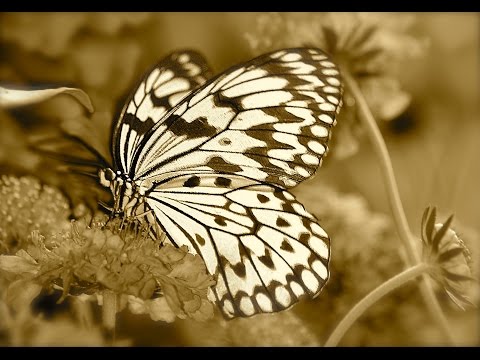 download lagu mp3 mp4 Twilight Butterfly Dream, download lagu Twilight Butterfly Dream gratis, unduh video klip Twilight Butterfly Dream