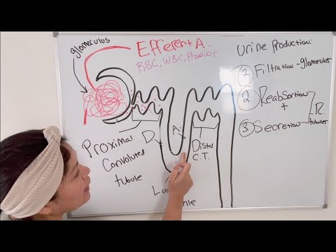 ATI TEAS 7 I COMPLETE URINARY/RENAL SYSTEM REVIEW