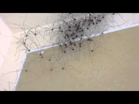 Jerry Sn3 Wilson Strange but true. Daddy Long Leg spiders part 2