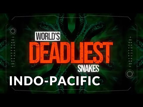 World's Deadliest Snakes I Se1 Ep01 I Snakes of the Pacific