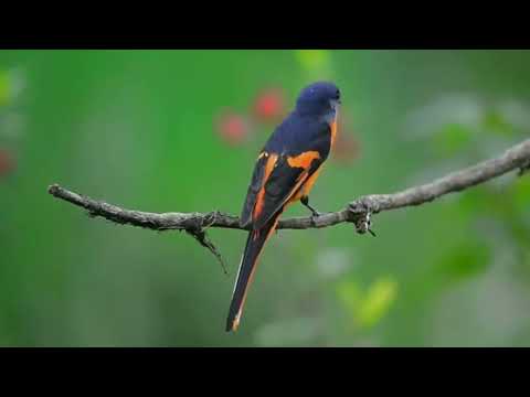 Pestrec mandarínsky (Pericrocotus solaris) — spev a hlas v prírode