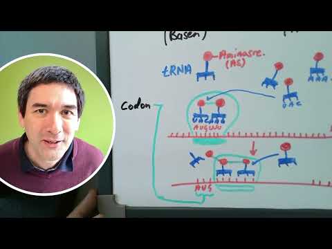 Translation erklärt