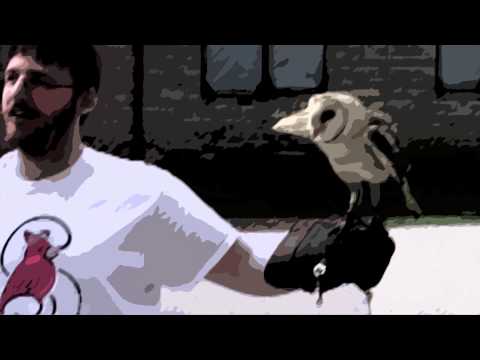 Slow Motion Bird Upscale #1