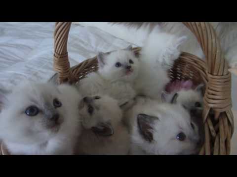 AijaiCats kissalan marraskuussa 2017 syntyneet pennut