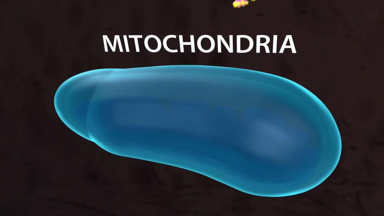 MitoCORE