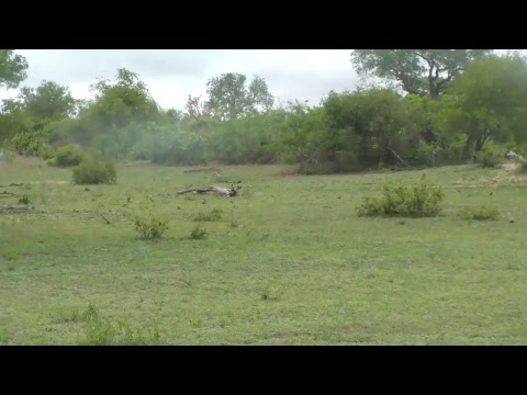 Djuma Private Game Reserve Live Stream