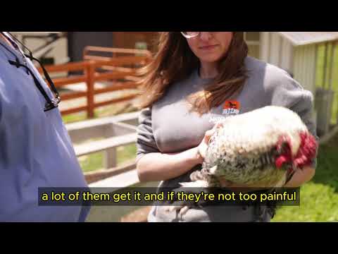 How to Spot and Treat Bumblefoot in Animals by Marc Smith, DVM, MS