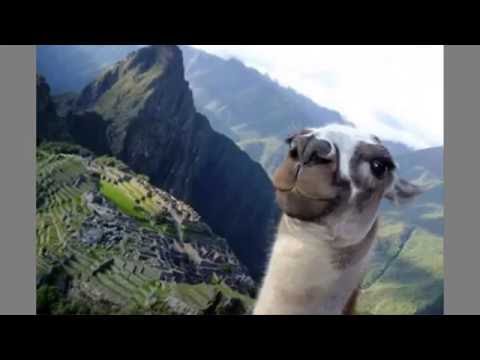 Funny animal selfies, Full ᴴᴰ █▬█ █ ▀█▀