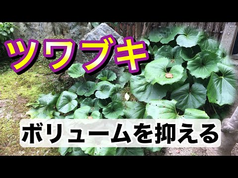 庭のツワブキ 植物