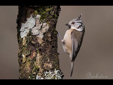 HERRERILLO CAPUCHINO |CRESTED TIT | Parus cristatus