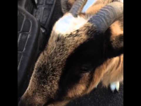 OH MY GOD THERES A LLAMA