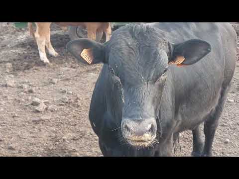 criação do guexos do pedro narciso