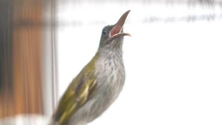 Download lagu Masteran pijantung gunung gacor mp3