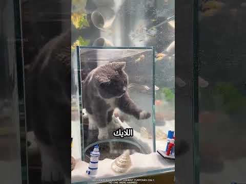 بتعمل للقط بيت جوا حوض الأسماك #viral