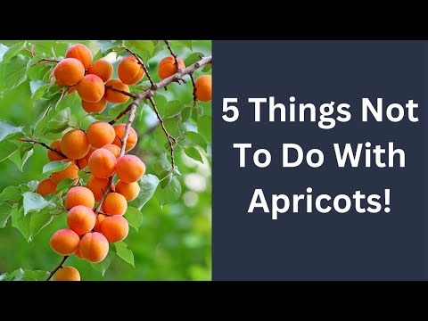 5 Things Not to Do with Apricots: A Guide to Preserving Flavor and Freshness