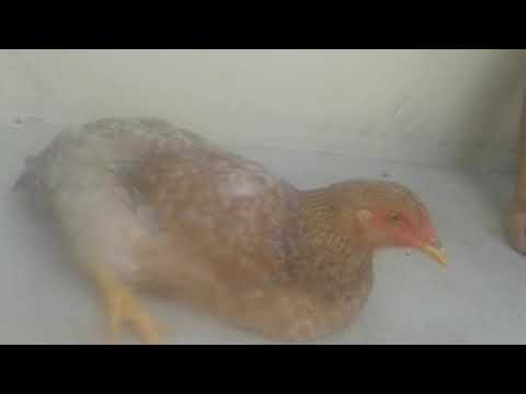 esta gallina domesticada 😎😎