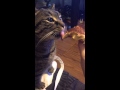 Tabby Cat Eating Grilled Cheese Sandwich