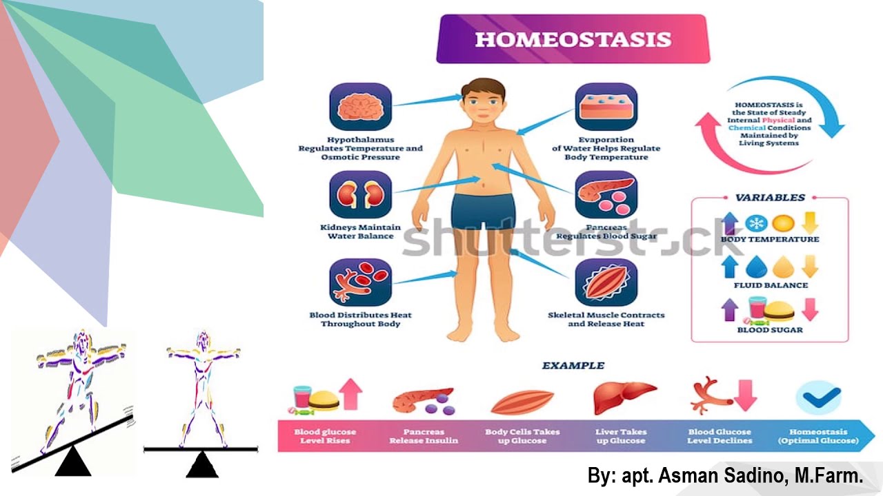 Apa Itu Negative Feedback Homeostasis Apa Itu Negative Feedback Homeostasis