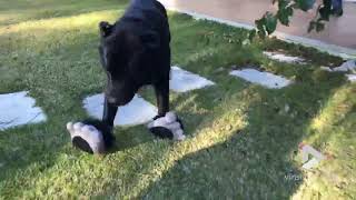 animales el perro zapato