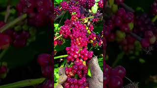 Download lagu Panen kopi di kebun dengan hasil yang sangat memuaskan #shorts mp3 Download lagu Panen kopi di kebun dengan hasil yang sangat memuaskan #shorts mp3