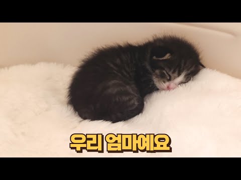 어미 잃은 새끼고양이를 방석에서 키웠더니... 눈물나는 보름이의 애착방석 이야기