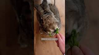 Download lagu Funny Pet Video | 'I am your bunny' | Funny Rabbit | Funny Bunny mp3 Download lagu Funny Pet Video | 'I am your bunny' | Funny Rabbit | Funny Bunny mp3