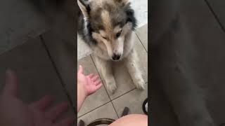 Alaskan Malamute Puppies Videos