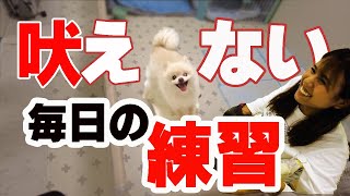 男性が苦手なシルクちゃん。吠えるのをどう改善するのか　ビヘイビアリストが改善します。