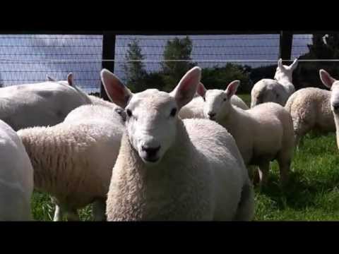 download lagu mp3 mp4 North Country Cheviot, download lagu North Country Cheviot gratis, unduh video klip North Country Cheviot
