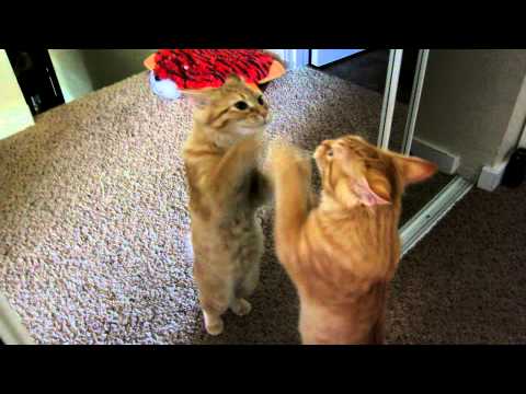 YouTube video about: Why does my cat scratch the mirror?